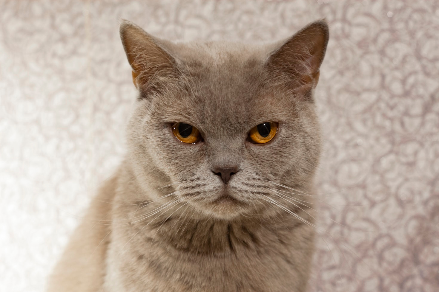 How Premium Pet Products Can Boost Your Business